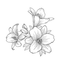 Beautiful monochrome black and white bouquet lily Vector Image