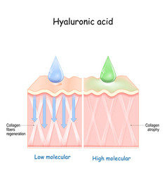 Hyaluronic acid penetration in the skin of low Vector Image