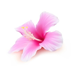 Flower red hibiscus isolated on white background Vector Image