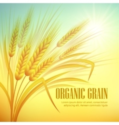 Wheat field Royalty Free Vector Image - VectorStock