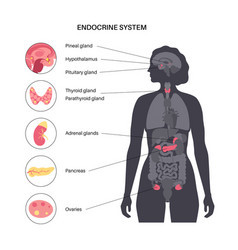 Human anatomy scheme set internal organ with name Vector Image