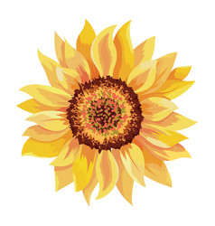 Beautiful sunflower drawing Royalty Free Vector Image