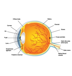 Eye anatomy Royalty Free Vector Image - VectorStock