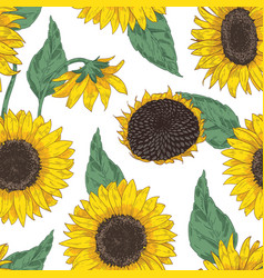 Elegant natural realistic drawing of sunflower Vector Image