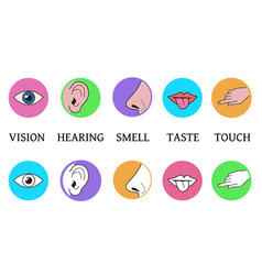 Five senses methods of perception taste sight Vector Image