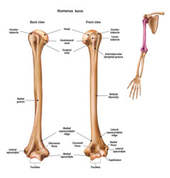 Structure Ulna Bone With Name And Royalty Free Vector Image