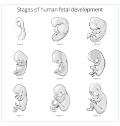 Fetal Organ Development Timeline