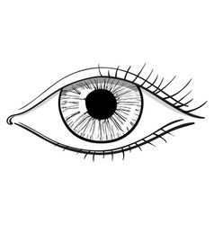 Woman eye hand drawn sketch Royalty Free Vector Image
