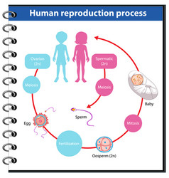 Reproduction process human infographic Royalty Free Vector