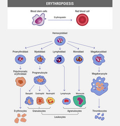 Blood cells formation Royalty Free Vector Image