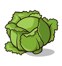 Cabbage Vector Images (over 25,000)