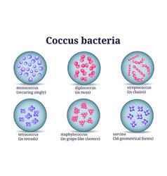 Bacterial microorganism coccus bacillus curved Vector Image