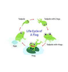 Life cycle a frog for coloring art Royalty Free Vector Image