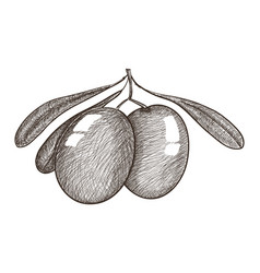 Hand drawn olive tree brunches with olives and Vector Image