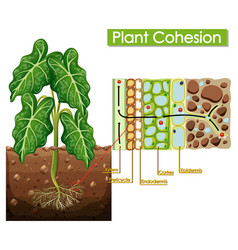 Diagram showing plant cohesion Royalty Free Vector Image