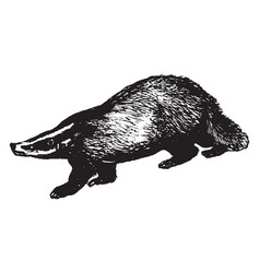 Badger Vector Images (over 2,100)