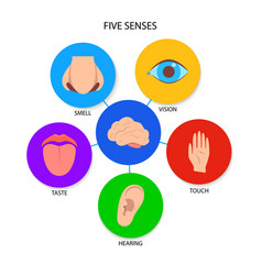 My five senses educational poster for kids sight Vector Image