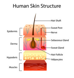 skin layers healthy normal human skin royalty free vector skin layers healthy normal human skin royalty free vector skin layers healthy normal human skin royalty free vector skin layers healthy normal human skin royalty free vector