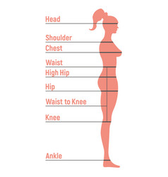 Female size chart anatomy human character people Vector Image