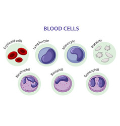 Type blood cells Royalty Free Vector Image - VectorStock