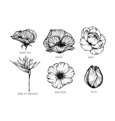 California poppy flower drawing Royalty Free Vector Image