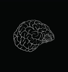 Outline of a brain on the white background Vector Image