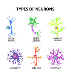 Types of neurons structure sensory motor neuron Vector Image