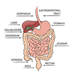 Pancreas gastrointestinal tract education diagram Vector Image