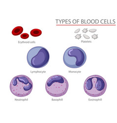 Type blood cells Royalty Free Vector Image - VectorStock