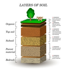 Layers tree Royalty Free Vector Image - VectorStock