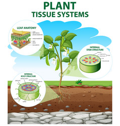 Diagram showing plant tissue systems Royalty Free Vector