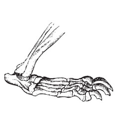 Carnivore Vector Images (over 24,000)