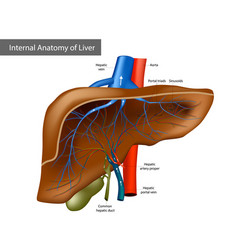 Human liver anatomy Royalty Free Vector Image - VectorStock