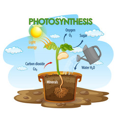 Diagram showing process photosynthesis in plant Vector Image