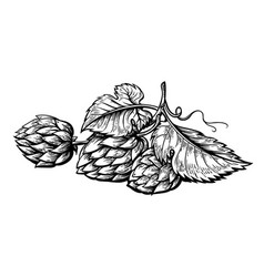 Hand drawing of a branch of hops Royalty Free Vector Image