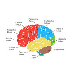 Cartoon human brain anatomy in a cut Royalty Free Vector