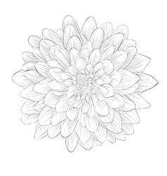 Get Line Art Tattoo Flower Outline Drawing Images