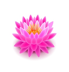 Abstract pink lotus flower Royalty Free Vector Image
