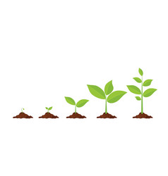 Phases plant growing Royalty Free Vector Image