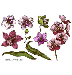 Exotic orchid flowers set tropical floral element Vector Image