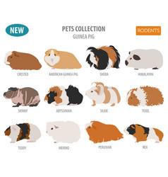 Guinea pig breeds icon set flat style isolated on Vector Image