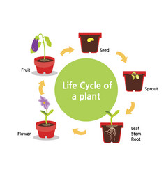 Lifecycle of a turtle Royalty Free Vector Image