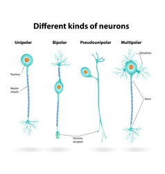 Motor neuron Royalty Free Vector Image - VectorStock