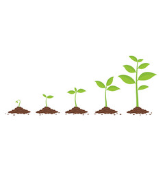 Plant growing stages Royalty Free Vector Image