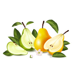 Pear isolated Royalty Free Vector Image - VectorStock