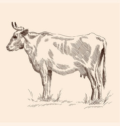 Cow Vector Images (over 74,000)