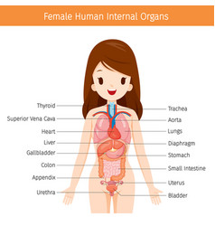 Digestive system of the cat Royalty Free Vector Image