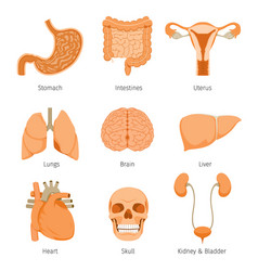 Human internal organs cartoon characters funny Vector Image