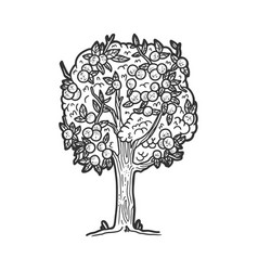 Medieval scientist apple tree sketch Royalty Free Vector