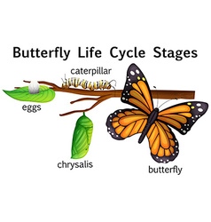 Life Cycle - Danaus Plexippus Royalty Free Vector Image